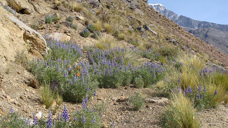 Illampu Trek Steves (170).JPG